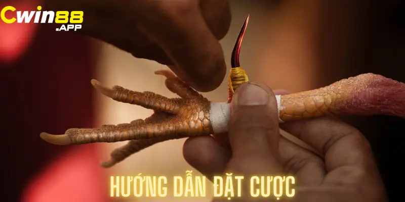 đá gà cựa sắt -2