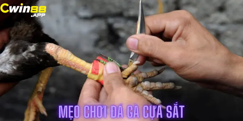 đá gà cựa sắt -3