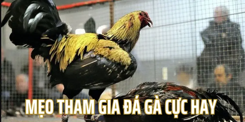 Cách thức tham gia đá gà